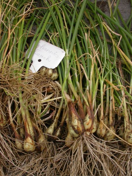 Der Johannislauch, eine Rarität unter den Lauchsorten ist sehr frosthart und robust und erfreut sich zunehmender Beliebtheit.  Bildrechte: Dr. Heidi Lorey